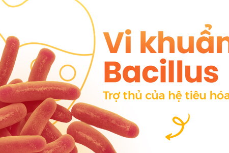 Vi khuẩn Bacillus: Trợ thủ của hệ tiêu hóa