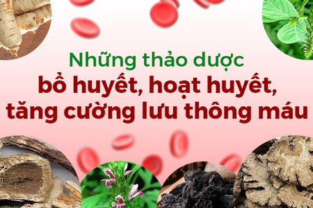 Những thảo dược bổ huyết, hoạt huyết, tăng cường lưu thông máu