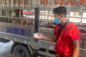 Phát hiện vụ vận chuyển lợn nhiễm dịch tả đang trên đường đi tiêu thụ