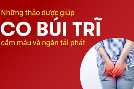 Những thảo dược giúp co búi trĩ, cầm máu và ngăn tái phát