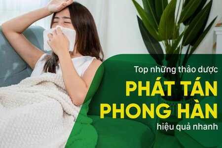 Top những thảo dược phát tán phong hàn, giải cảm nhanh
