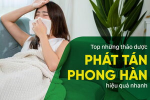 Top những thảo dược phát tán phong hàn, giải cảm nhanh