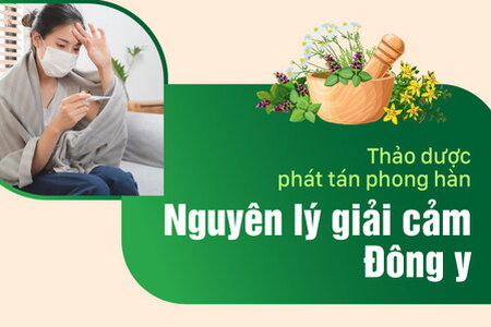 Thảo dược phát tán phong hàn – Nguyên lý giải cảm trong Đông y