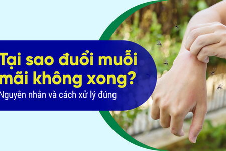Tại sao đuổi muỗi mãi không xong? Nguyên nhân và cách xử lý đúng