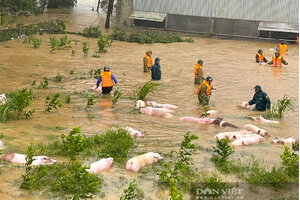 Bão số 10 (bão BUALOI) và mưa lũ sau bão làm 53 người chết và mất tích, 139 người bị thương, thiệt hại hàng nghìn tỷ