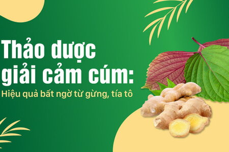 Thảo dược giải cảm cúm: Hiệu quả bất ngờ từ gừng, tía tô