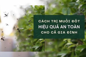 Cách trị muỗi đốt hiệu quả, an toàn cho cả gia đình