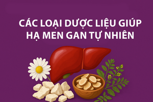 Điểm danh các dược liệu quý giúp hạ men gan tự nhiên