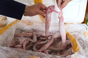 Bắt giữ xe vận chuyển 7 tấn cá khoai nhập khẩu chứa chất độc Formol