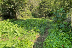 Triệt phá gần 8.000 cây thuốc phiện trồng trái phép trong rừng sâu