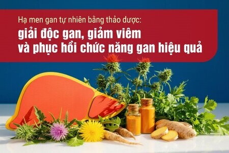 Hạ men gan tự nhiên bằng thảo dược: giải độc gan, phục hồi chức năng