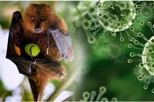 Không chủ quan với virus Nipah
