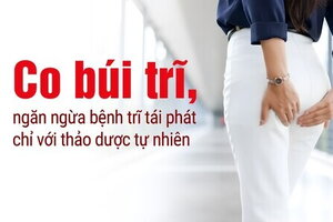 Co búi trĩ, ngăn ngừa bệnh trĩ tái phát chỉ với thảo dược tự nhiên