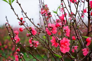 Thời tiết Hà Nội và các miền trên cả nước dịp Tết Nguyên đán diễn ra thế nào?