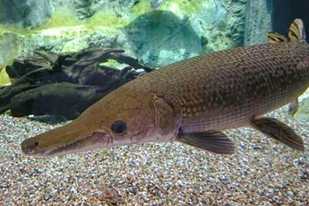 Ăn trứng cá 'phúc lộc thọ', 10 người ở Thanh Hoá bị ngộ độc