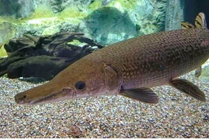 Ăn trứng cá 'phúc lộc thọ', 10 người ở Thanh Hoá bị ngộ độc