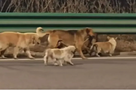 7 chú chó trốn lò mổ, bảo vệ nhau vượt 17km về nhà, "gây bão" với 230 triệu lượt xem