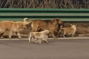 7 chú chó trốn lò mổ, bảo vệ nhau vượt 17km về nhà, "gây bão" với 230 triệu lượt xem