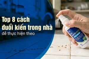 Top 8 cách đuổi kiến trong nhà dễ thực hiện theo