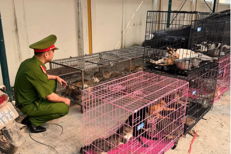 Công an Hà Nội triệt phá ổ nhóm trộm, tiêu thụ hơn 300 con mèo