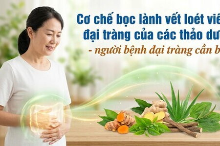Cơ chế bọc lành vết loét viêm đại tràng của các thảo dược