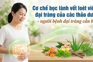 Cơ chế bọc lành vết loét viêm đại tràng của các thảo dược
