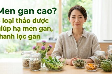 Men gan cao? 5 loại thảo dược giúp hạ men gan, thanh lọc gan