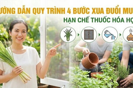 Hướng dẫn quy trình 4 bước xua đuổi muỗi, hạn chế thuốc hóa học