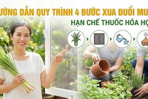 Hướng dẫn quy trình 4 bước xua đuổi muỗi, hạn chế thuốc hóa học