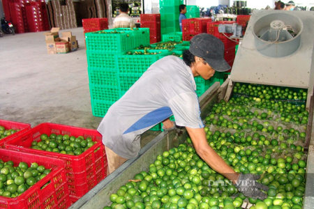 Giá chanh chạm đáy 2.500 đồng, vì sao có nông dân Tây Ninh vẫn phá khóm để trồng?