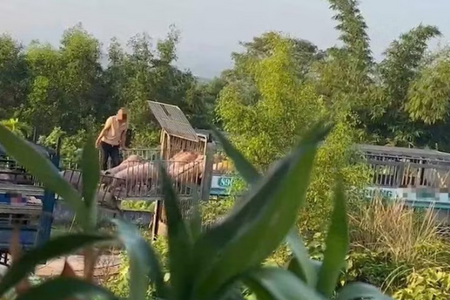 Hơn 250 tấn thịt nhiễm dịch tả lợn châu Phi bị tuồn ra thị trường