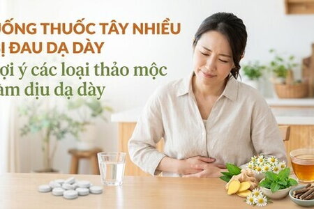 Uống thuốc tây nhiều bị đau dạ dày: gợi ý các thảo mộc làm dịu dạ dày