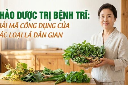Thảo dược trị bệnh trĩ: giải mã công dụng của các loại lá dân gian