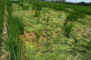 Một phụ nữ bị khởi tố vì phá hoại hơn 1 sào lúa của người khác