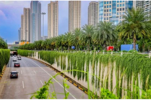 Hà Nội thí điểm trồng cây phủ xanh trụ cầu, hầm chui, nhà chờ xe buýt