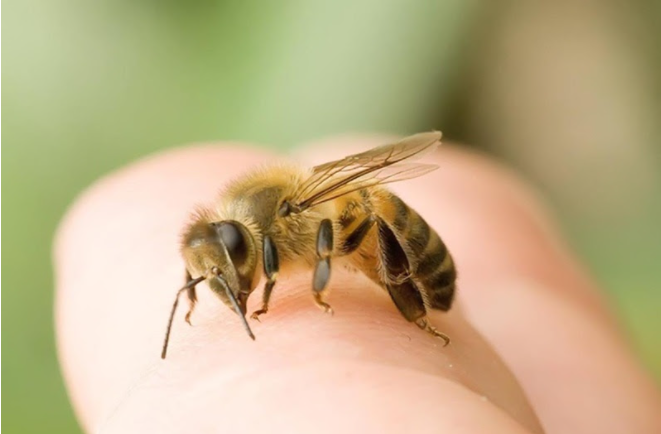 Bị ong đốt có nguy hiểm không và cách sơ cứu khi bị ong đốt hiệu quả