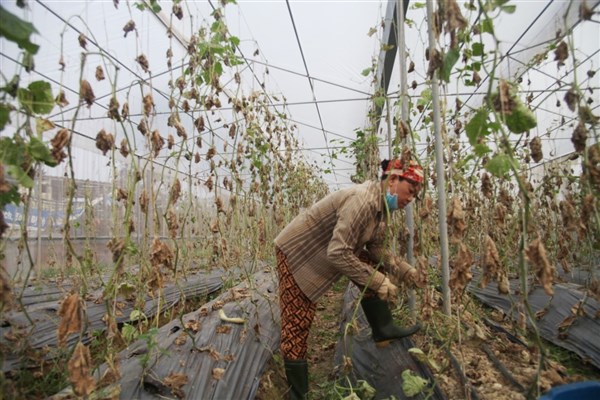 Chuyện buồn nhà lưới của nông dân ở Hà Tĩnh