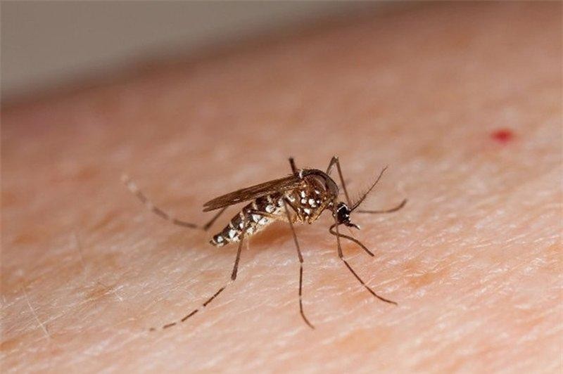 Bộ Y tế yêu cầu phân tuyến điều trị người mắc bệnh sốt xuất huyết Dengue
