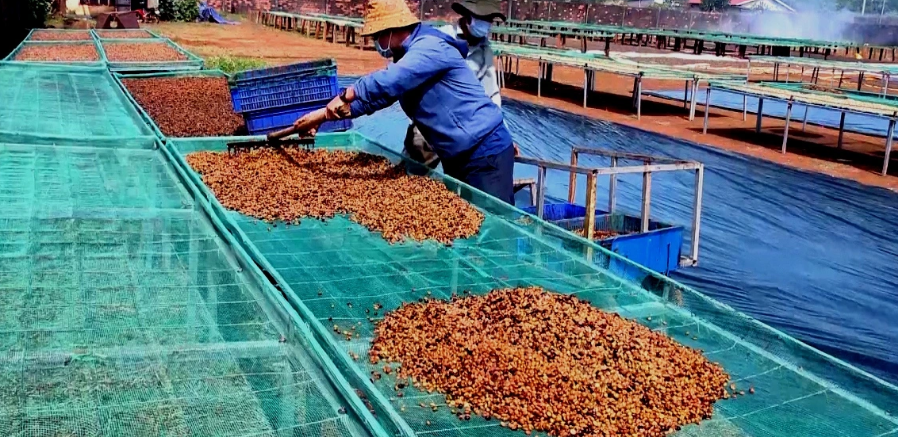Giá cà phê 13/7/2025: Robusta và Arabica đi ngang, giữ mức ổn định