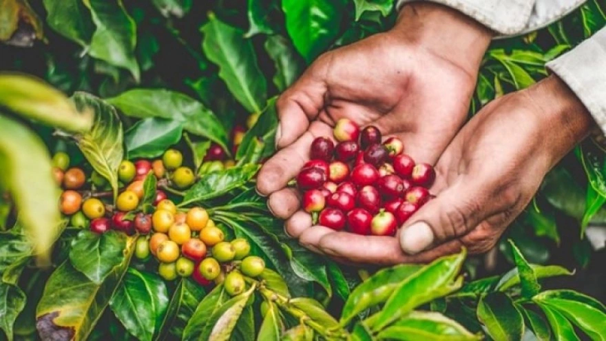 Giá cà phê 13/7/2025: Robusta và Arabica đi ngang, giữ mức ổn định