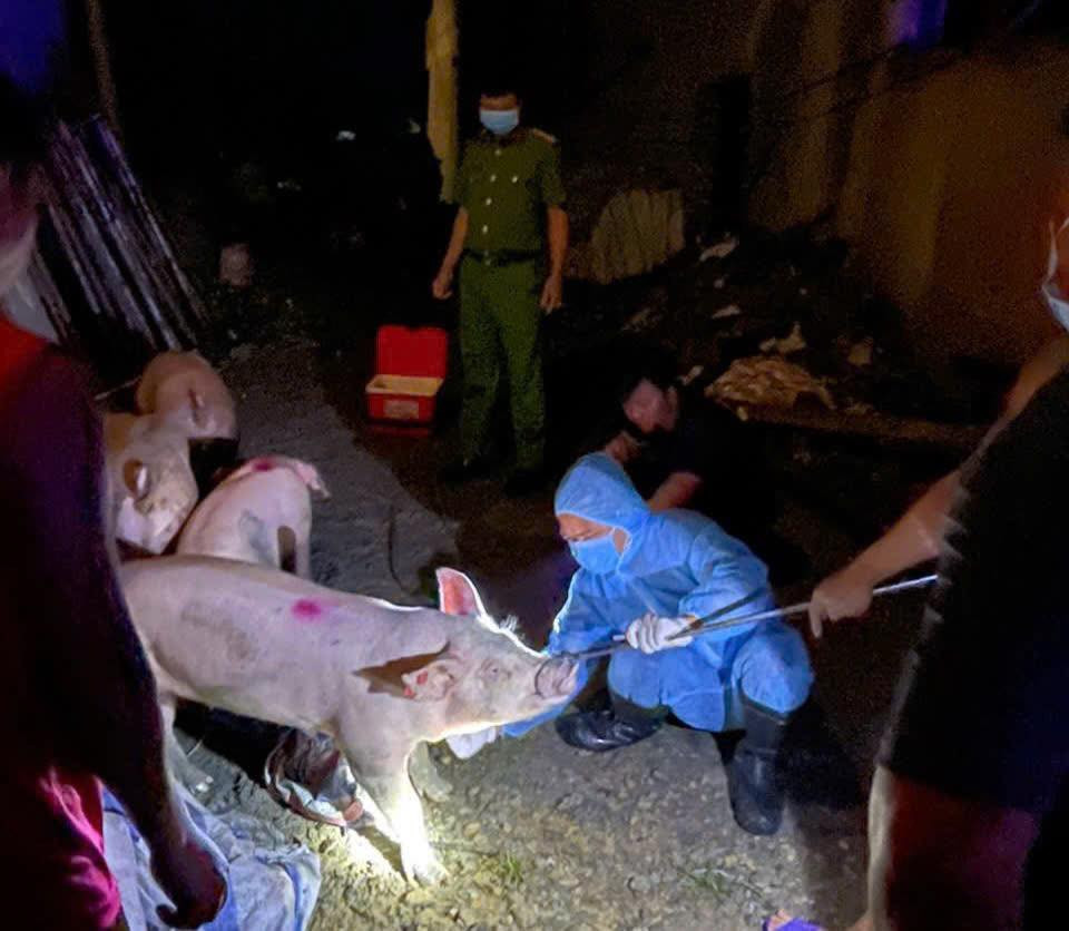 Phú Thọ phát hiện xe tải chở lợn nghi nhiễm dịch tả đi tiêu thụ, công an vào cuộc quyết liệt