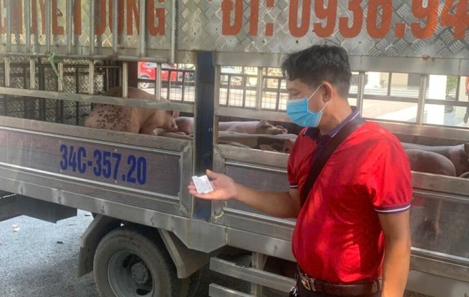 Dịch tả lợn châu Phi lan rộng rãi: Người dân cần cảnh giác cao độ