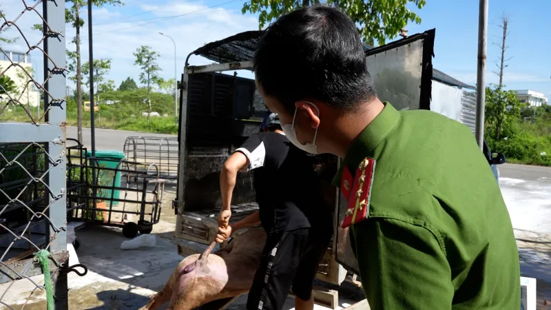 Phát hiện cơ sở thu gom lợn dương tính dịch tả, ngăn chặn kịp thời trước khi ra thị trường