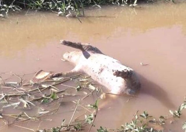 Kinh hãi heo bệnh trôi nổi trên mặt kênh