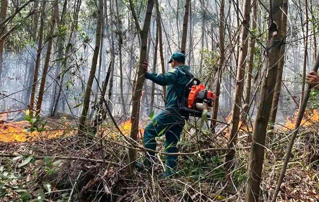 2ha rừng ở Đà Nẵng bị thiêu rụi hoàn toàn trong 1 đêm