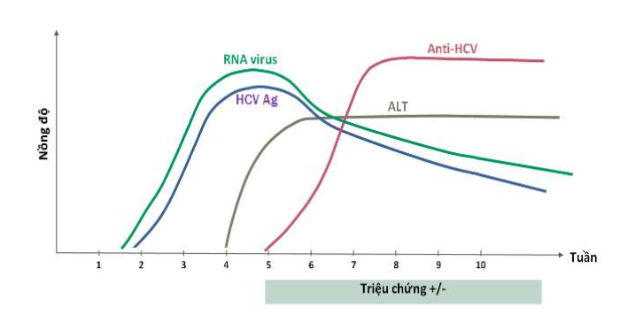 Những điều cần biết về tải lượng virus viêm gan C